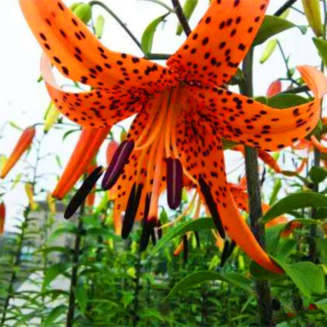 Mixed Color Lily Seeds, 100pcs/pack