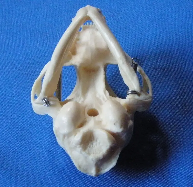 kedi kafa kemik kafatasi iskelet modeli kedi kafatasi anatomik modeli tip bilimi ogretim veteriner anatomisi hayvan iskelet modeli