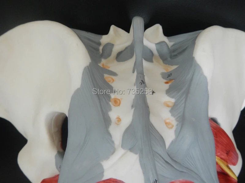 Женский таз тазовый пояс с моделью мышц тазового дна|female pelvis|female pelvis modelpelvis model |