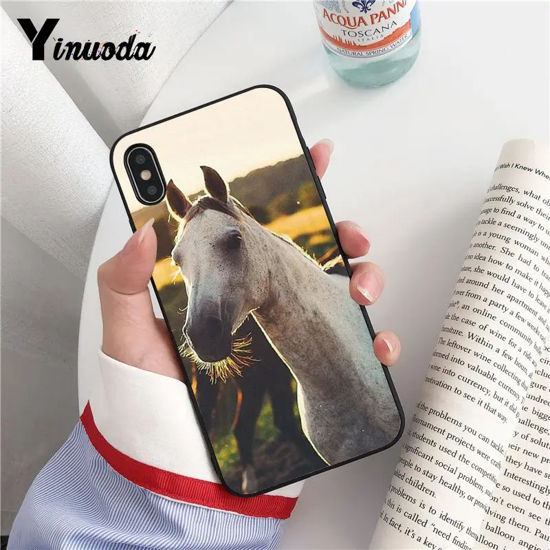 Animal Horse
