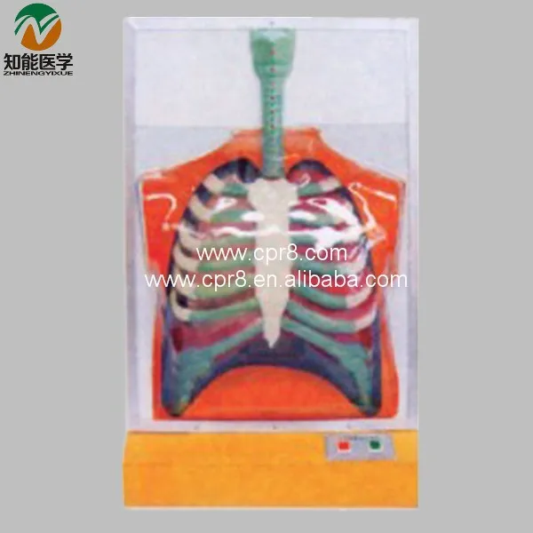 BIX-A1077 Electric human respiratory motion model_01