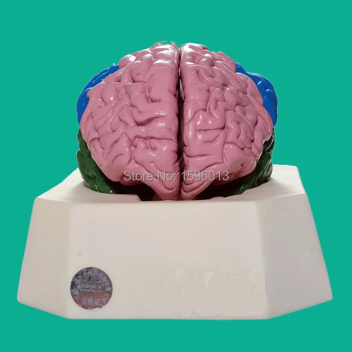 Brain Lobe Model,Brain leaf model, Brain Anatomical Model