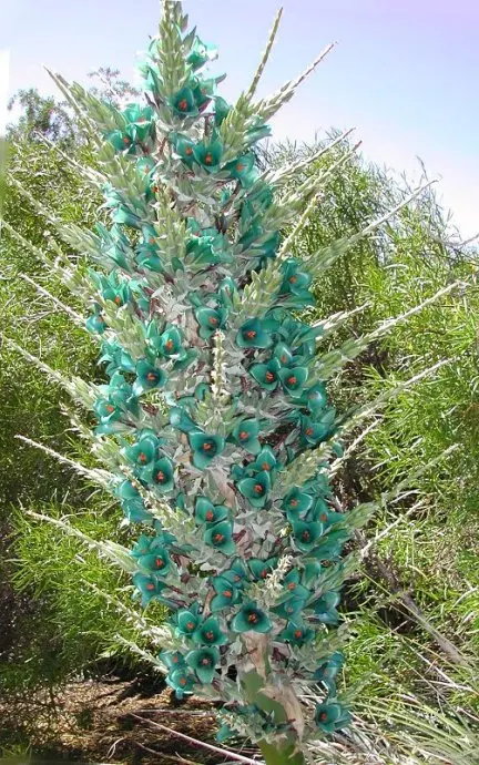 100 шт свежий настоящий Puya berteroniana Oo-Puya chilensis Flower F