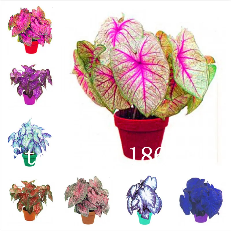 

Hot Sale! 100 Pcs Rare Colorful Caladium Bonsai Burnt Rose Elephant Ear Beautiful Bonsai Flower Potted Plants For Home Garden