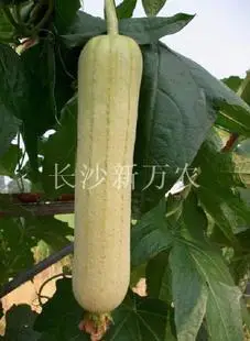 

Real Limited Outdoor Plants Very Easy Mini Garden Summer Excluded Courtyard Mini bonsai Sweet Meat Loofah bonsai 5 Vegetable
