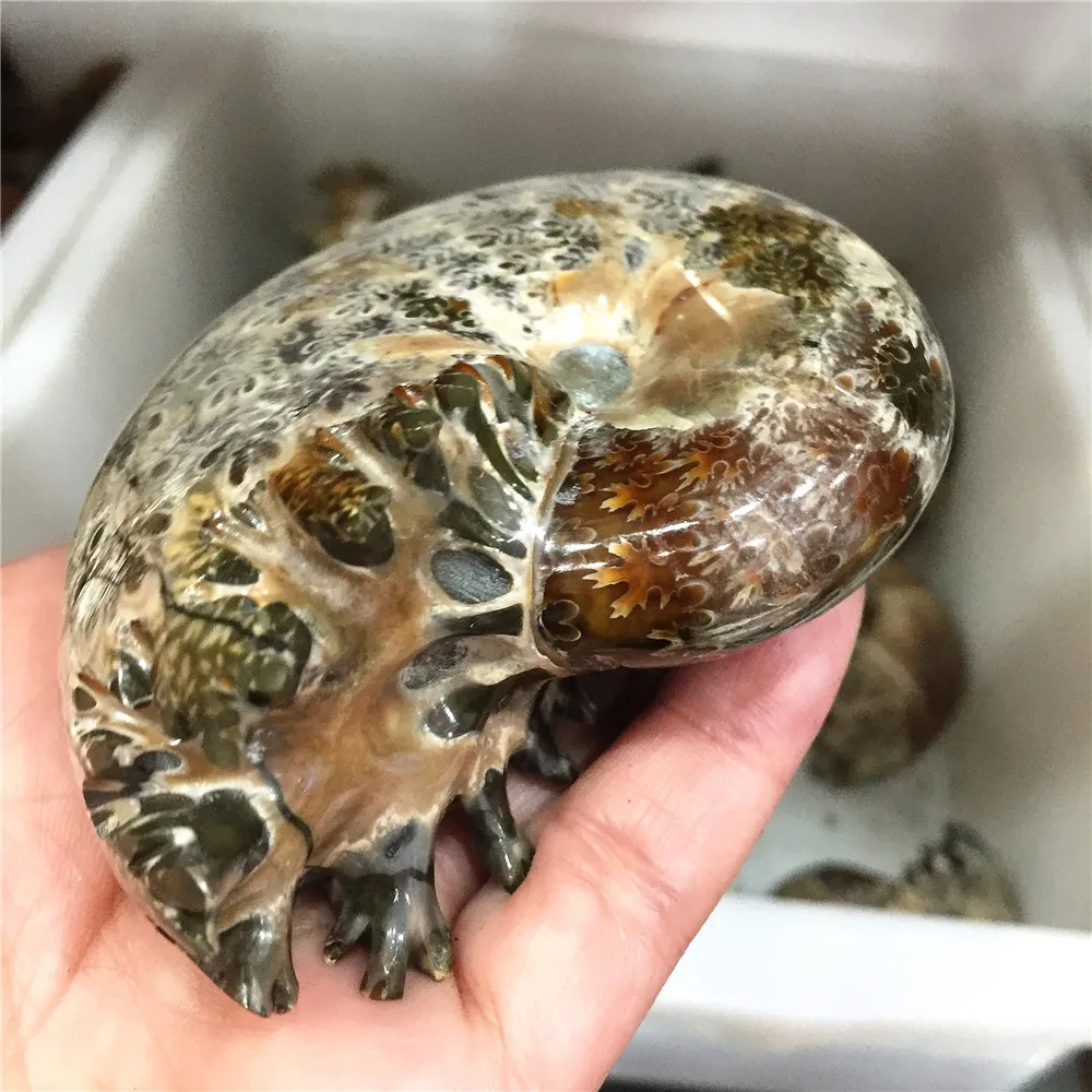 250 г красивый настоящий аммонит Fossil Madagascar Shell Fossil Specimen хороший подарок для каменной коллекции