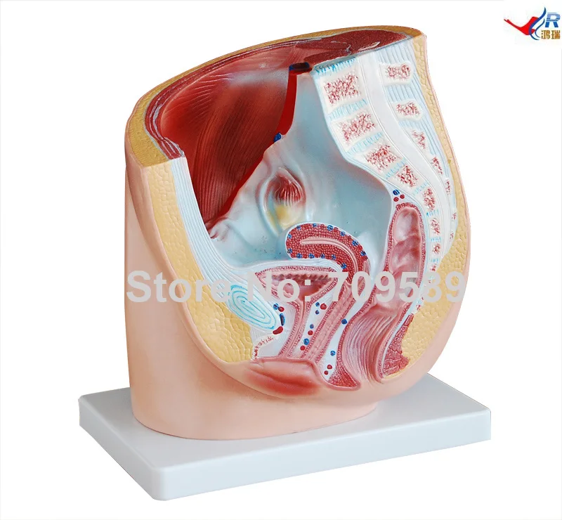 

Human Female Pelvis Section (1 part)