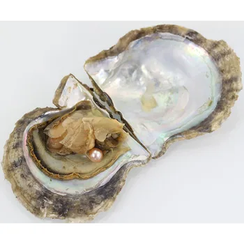 

20PCS pink color Unicorn Mysterious seawater Oyster 1-10 Pearls Inside Wish Pearl charming Funny Birthday Gift for girls AR021