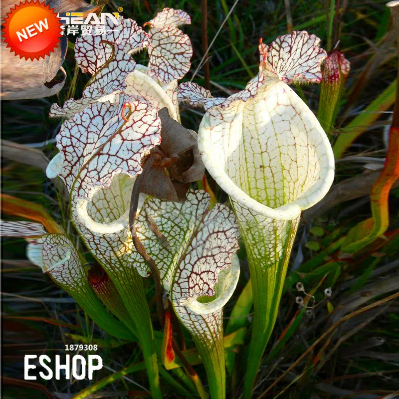 Nepenthes Seeds 20Pcs Nepenthes Seed Balcony Potted Bonsai Carnivorous Pitcher Ornamental Plant Home Decor Non-GMO Open Pollinated Seeds for Planting XKSIKjians Garden 