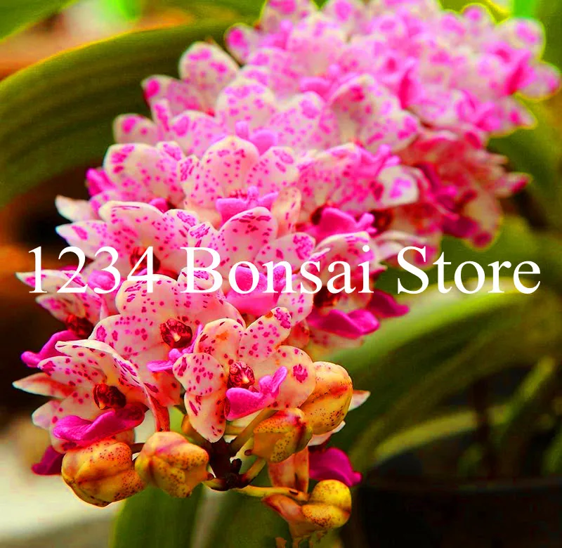 Big Sale!100 pcs Rare Cymbidium orchid Plants African Cymbidiums Plantas,Phalaenopsis bonsai flower Seedling for home garden pot