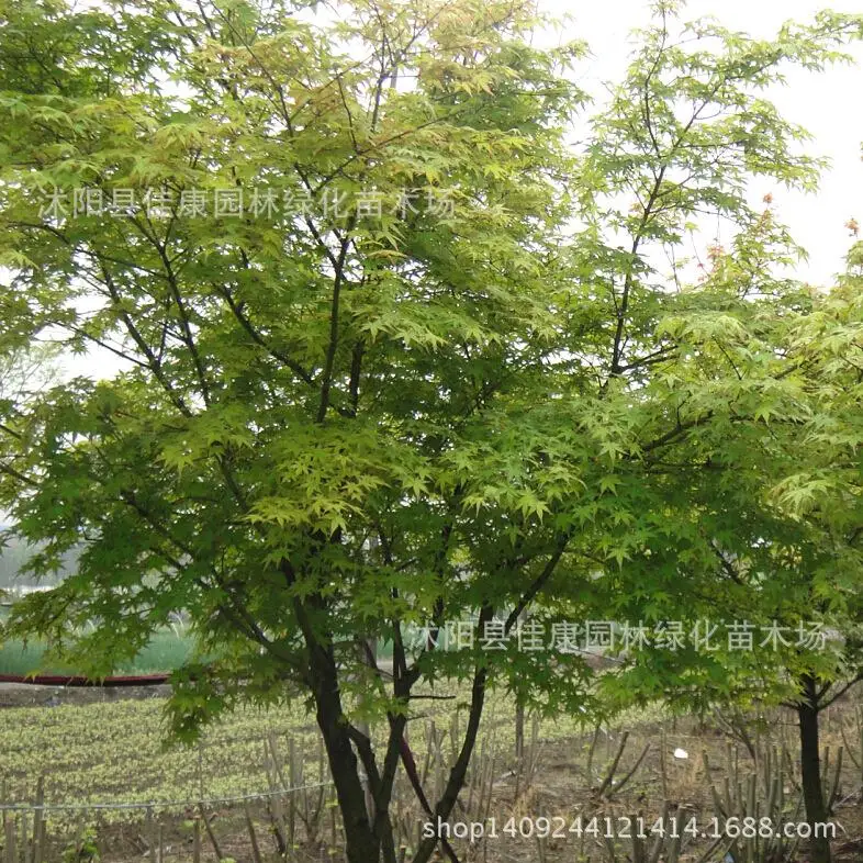 Promoción de Acer Palmatum Semillas - Compra Acer Palmatum Semillas promocionales en AliExpress