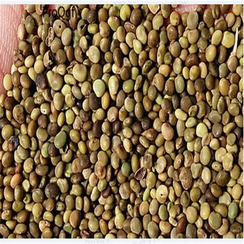 

5000Pcs Glycyrrhiza uralensis