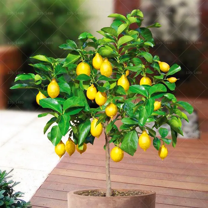 

10pcs Lemon bonsai Dwarf Lemon Tree Citrus limon fruit bonsai Fruit tree plants For Home Garden Potted Plant Planting