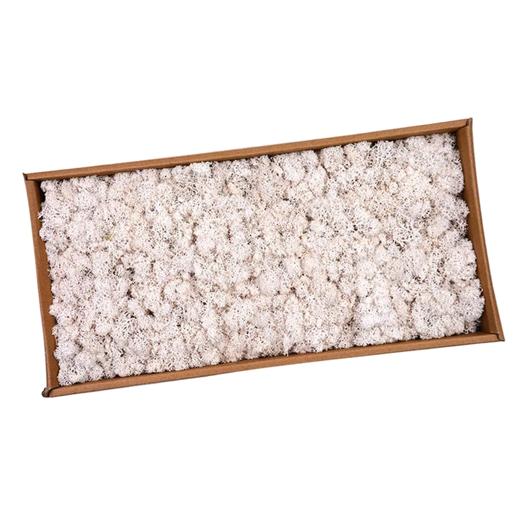 Natural Norwegian Reindeer Moss Preserved Dried Crafts Flower Stamen DIY Micro Landscape Decoration Wedding Party Supply 
