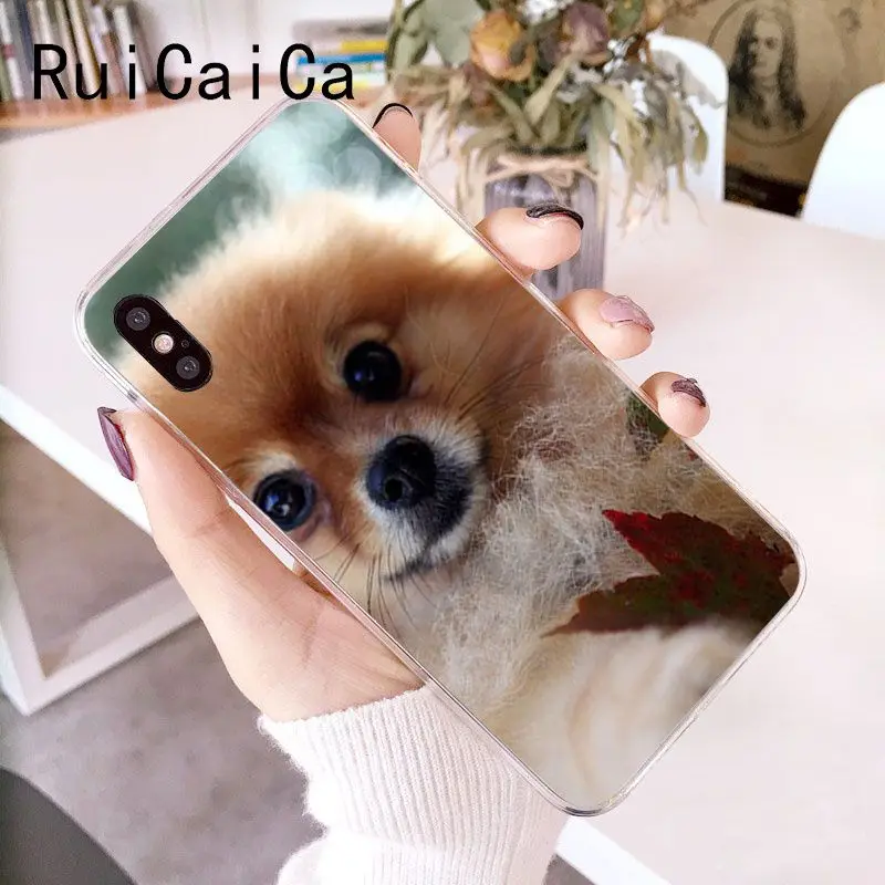Pomeranian dogs dog