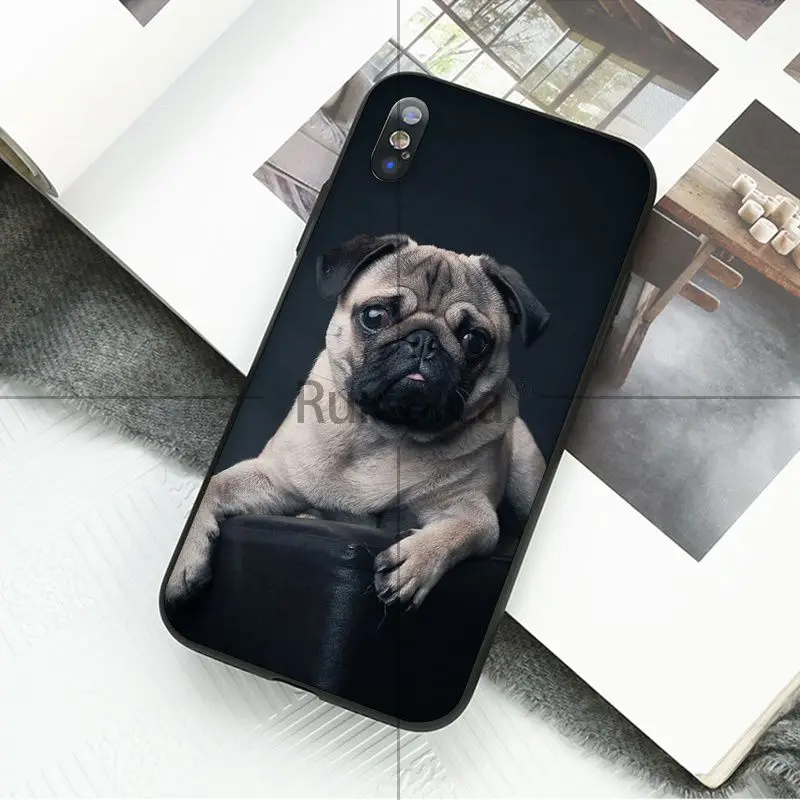 Animal cute pug