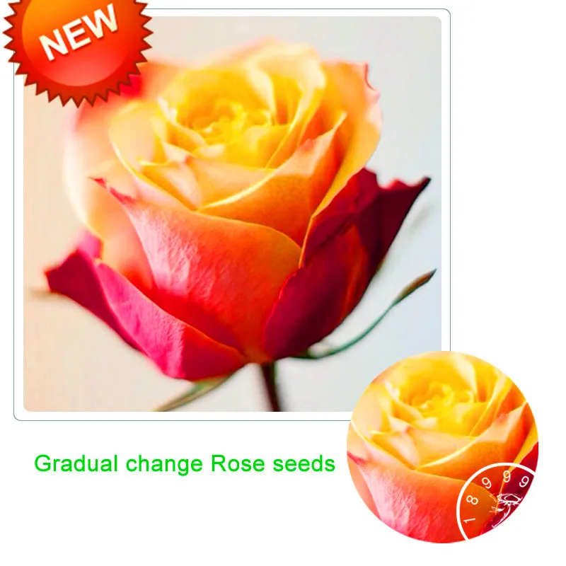 

New Bonsai 2018!Gradual Change Yellow Pink Rose Garden Plants Potted Rose Rare Flower Plantas Balcony 100 Pieces/Pack,#47BTUO