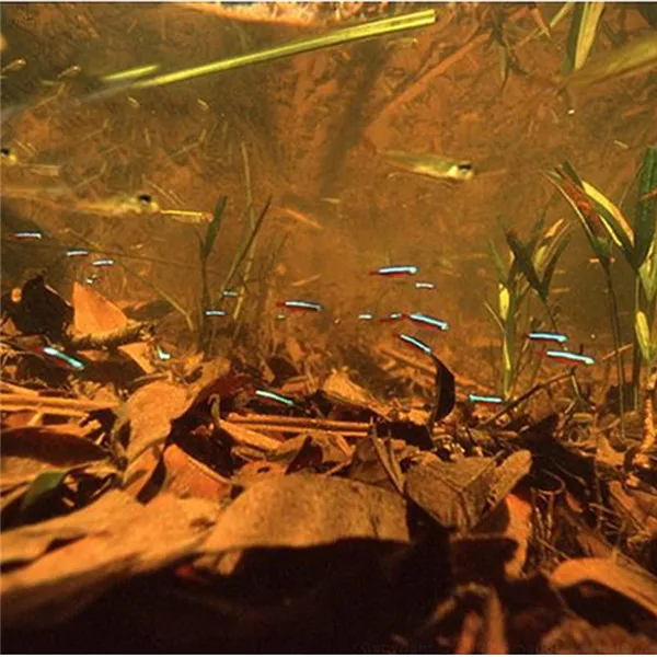 Класс A натуральный терминалия катаппа Foetida листья остров миндаля листьев кристалл креветки улучшить качество воды