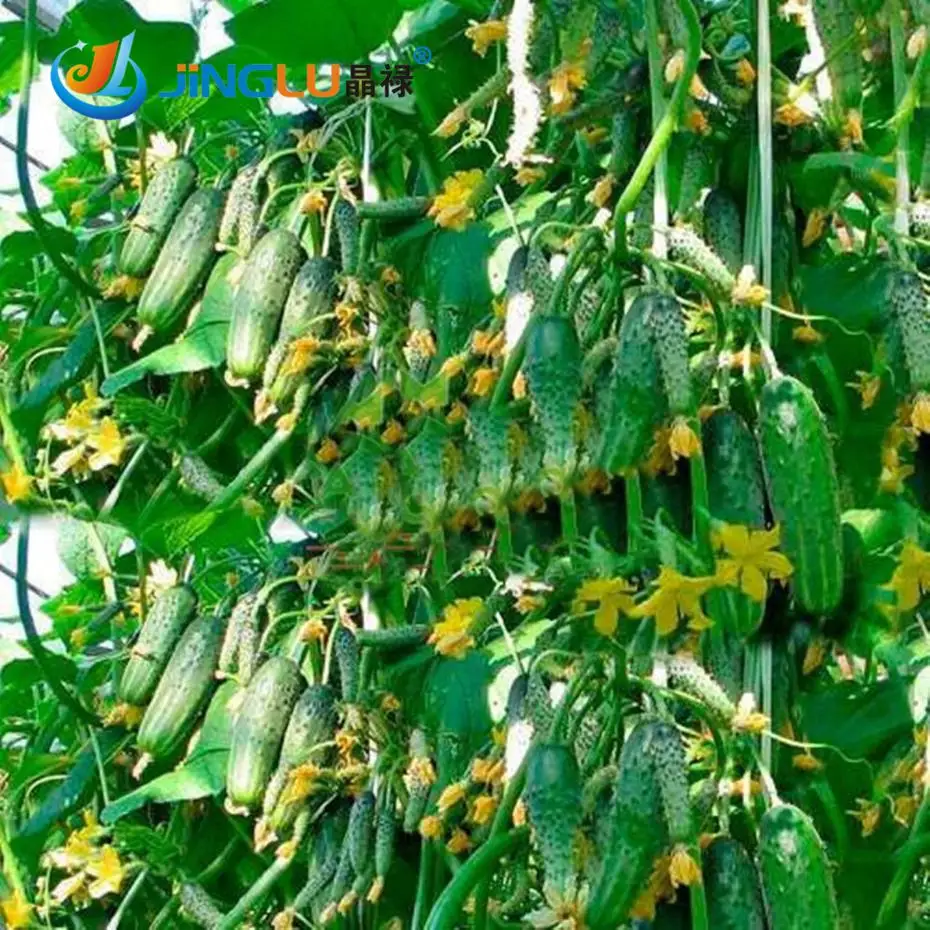 

Vegetables Dutch Cucumber,color Packaging - 20 Pcs Mini Fruit Cucumber