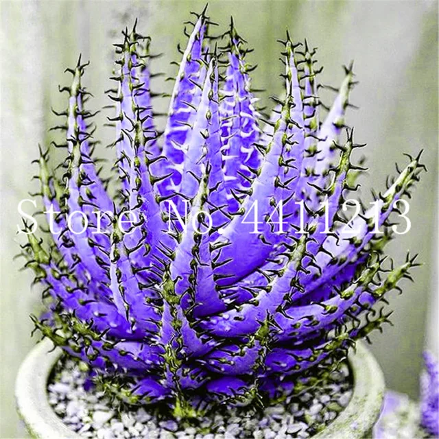 Rare Color Aloe Bonsai 100 Pcs Succulent Cactus Plants, edible, medicinaland Beauty cosmetic bonsai plants for home and garden 2