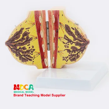 

Female quiescent breasts Anatomical model Breast Enlargement Cosmetic Model Gynecological model Medical teaching equipment