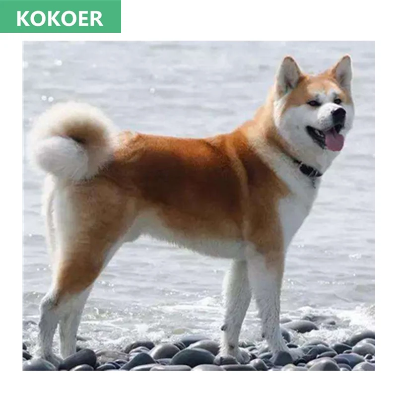 chinese akita dog