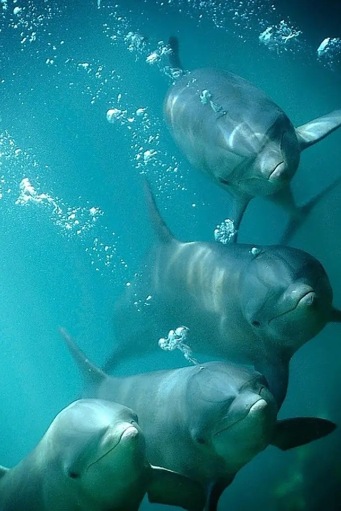 Home Decor Underwater World Animals 3-Silk Art Poster Wall Sticker Decoration Gift | Дом и сад