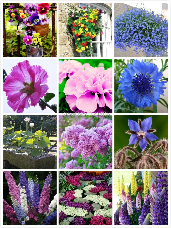 Mixed Flower Seeds 12 Types of Fresh and Easy growing Flower Seeds