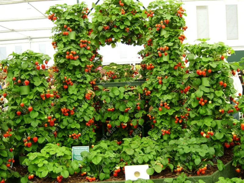 300pcs/farmer Direct Selling Indoor Plants Strawberry bonsais Rare Color Strawberry bonsai Fruit bonsais for Garden Bonsai 300pcs/farmer Direct Selling Indoor Plants Strawberry bonsais Rare Color Strawberry bonsai Fruit bonsais for Garden Bonsai