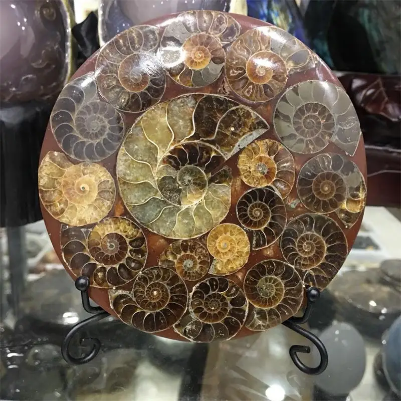 

10cm Beautiful Ammonite Fossil Disc Madagascar wholesale ammonite shell fossil specimen Fengshui with metal stand