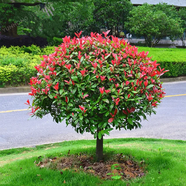 Photinia Serrulata Bonsai 10 Pcs Bag Fraseri Frasery Photinia Serrulata Bonsai 10 Pcs Bag Fraseri Frasery Red Robin Tipluohu Flower For Home Garden