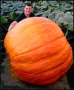20PCS Giant Pumpkin plants Best Selling Super Large Pumpkins plants Orna-Mental Gourd Vegetable plants For Home Garden Planting