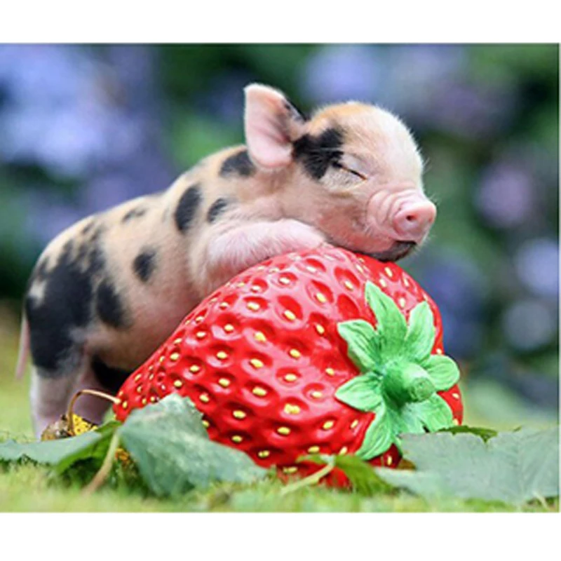 Морская свинка черника. Свинка черешня. Свинка черешня. Морская свинка ест черешню. Морская свинка ест черешню.