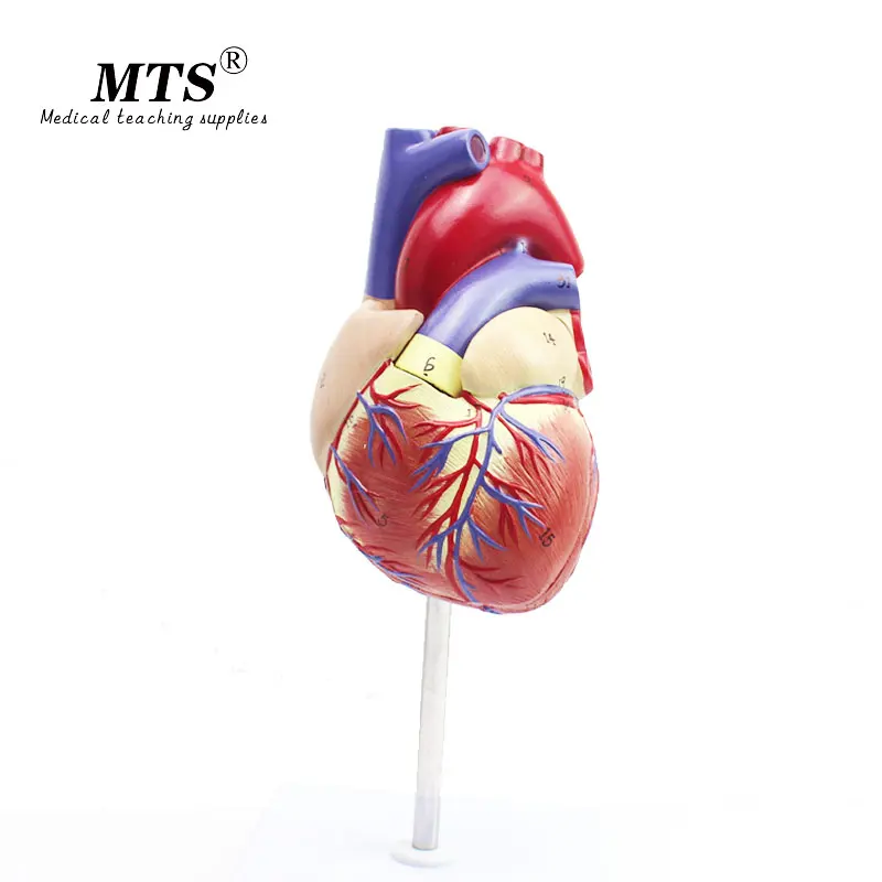 1:1 человеческое сердце анатомическая модель высокого качества медицинский орган анатомическая обучающая модель