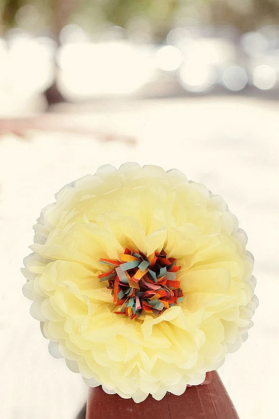 chrysanth flower (3)