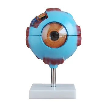 

Eye model Eyeball phantom Eye mould Anatomic magnification model 6 times Medical lecture model