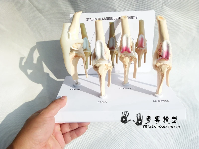 Canine остеоартрит 4-ступенчатый собачий коленный Канан/собака 4 этап артрит анатомия, анатомический модель скелета esqueleto Anatomy