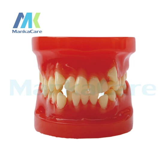 

Manka Care - 28 pcs Tooth, Orthodontic Model Without bracket Oral Model Teeth Tooth Model