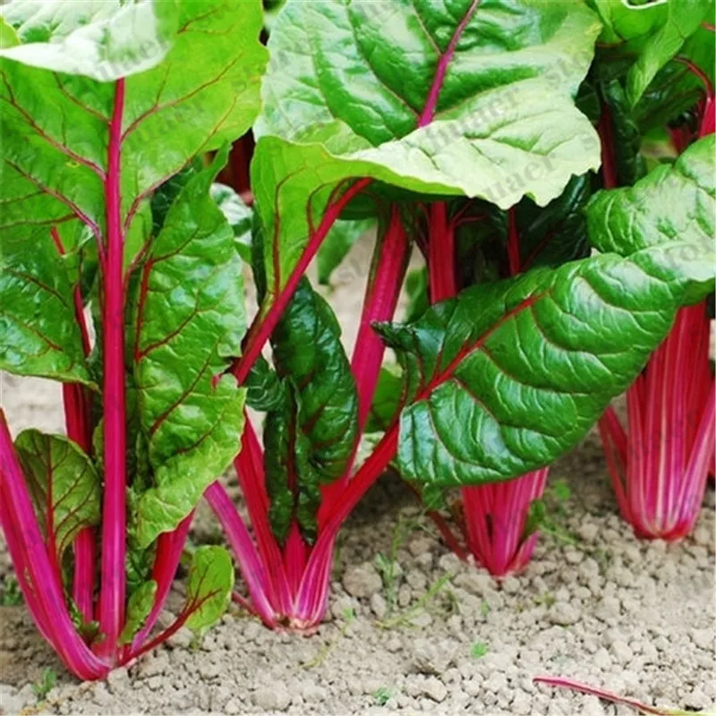 

100pcs Spinach Salad Leaves Good Taste Non-GMO DIY Home Garden bonsai Plant
