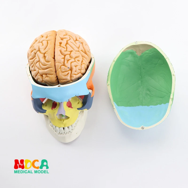 

1:1 brain model of human. brain with color skull and brain MTG012
