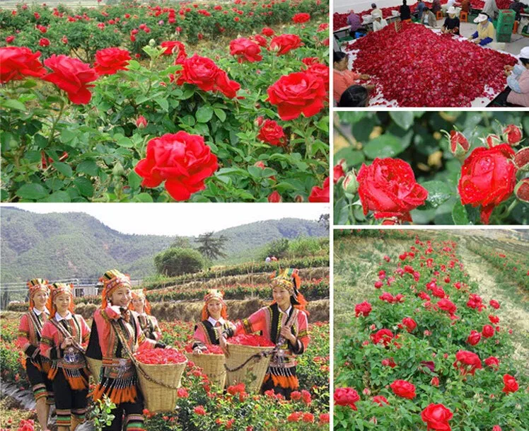 96199_commoditypicfile4