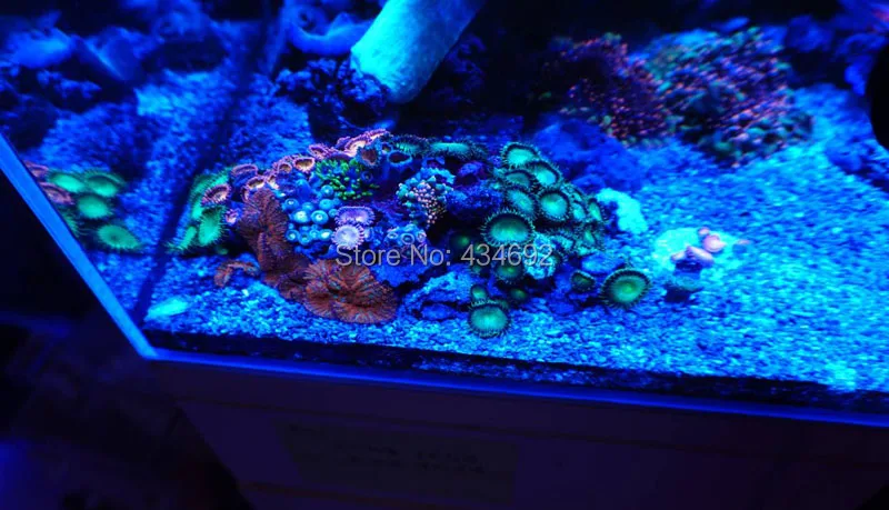 XR30 marine aquarium coral led light (2)