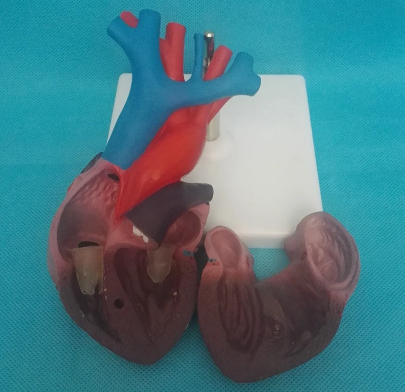 Анатомическое Сердце человека анатомия прозрачное сердце анатомическая модель учебная медицинская научная образовательная поставка