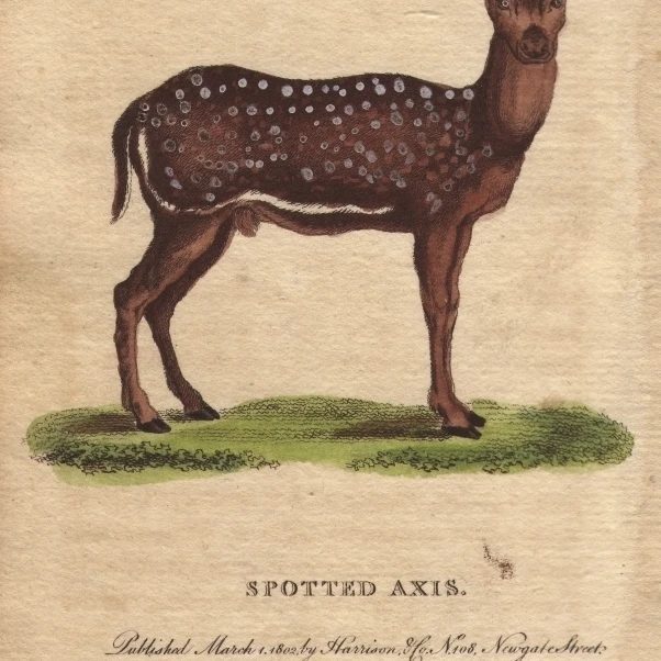 Spotted Axis  Chital  Cheetal  Spotted Deera Poster Print By <ALIMT >&reg;</ALIMT> Florilegius Mary Evans (18 X 24)