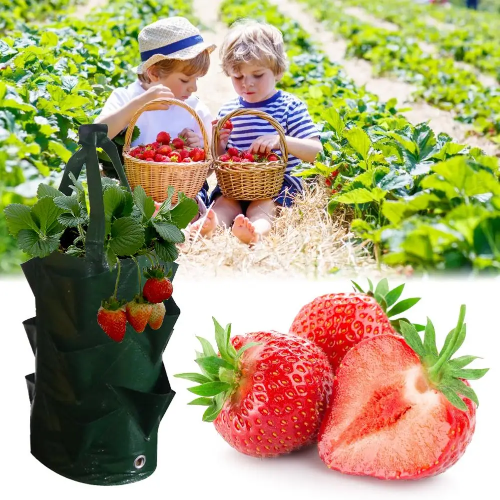 

3 Gallons Strawberry Planting Bag Gardening Flower Panter Aerial Plant Moisturizing Breathable Bag Garden Tool Kit #BW