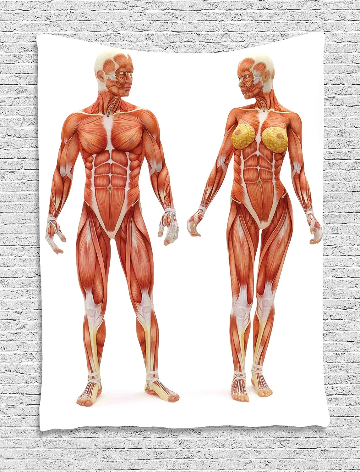 Human Anatomy Tapestry Male And Female Bodies With Inner Mass Build 