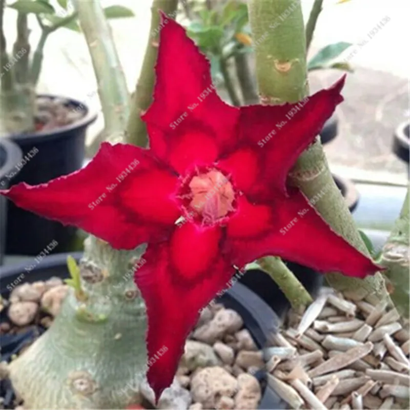 

Best-Selling! 1 Pcs/Pack Unique Red Desert Rose Ornamental Plants Flowers Balcony Potted Adenium Garden Ornaments Plants