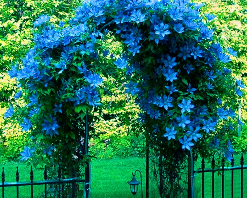 

Best-Selling!100pcs/bag Creeping Thyme Bonsai or Blue Rock Cress Plants Perennial Ground cover flower, Natural growth for home