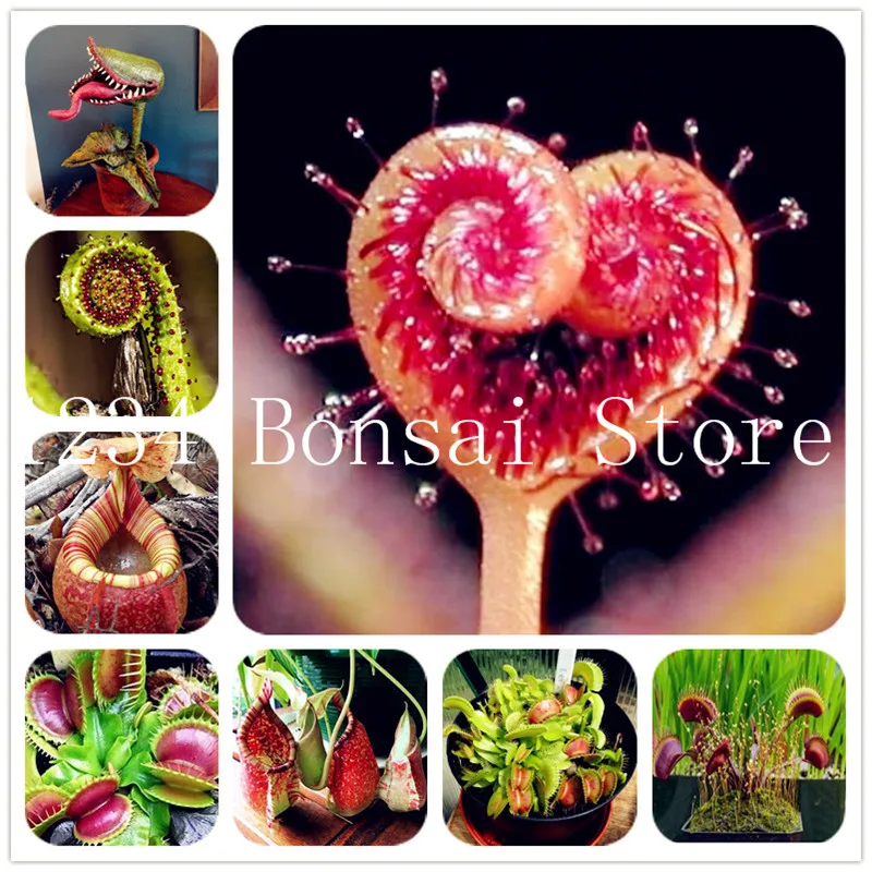 

200 Pcs Potted Insectivorous Plant Bonsai Dionaea Muscipula Giant Clip Venus Flytrap Pot Carnivorous Plant Radiation Absorption