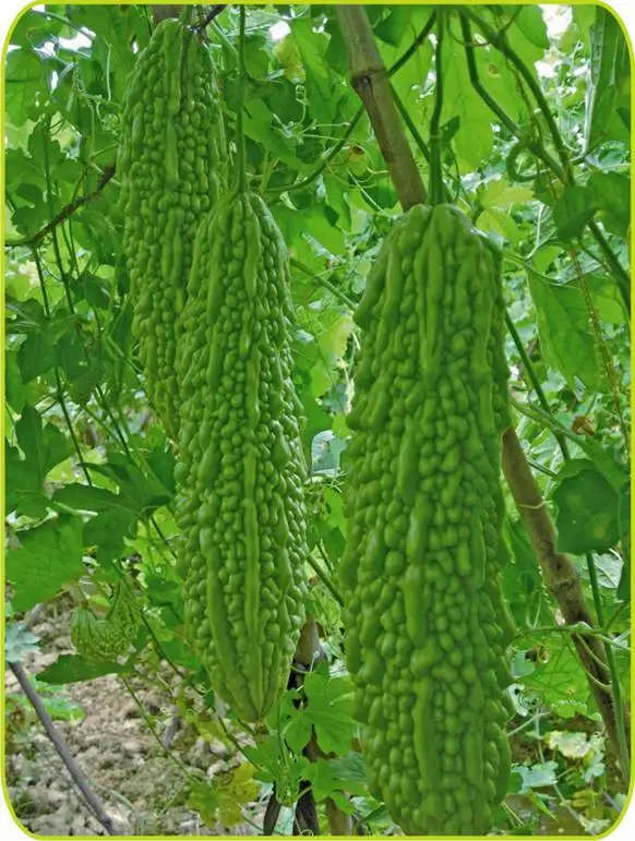 

World Long gourd bonsais vegetable bonsais Hong Kong 10 pcs